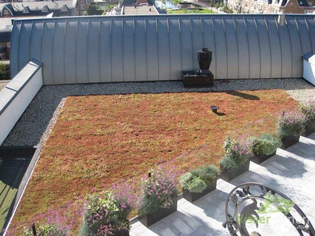 3626 visser tuinen voorschoten sedumroof extensief green roof flower boxes