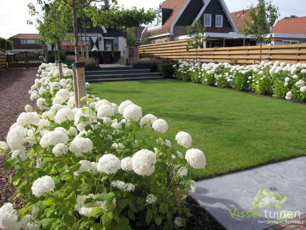 2023 visser tuinen aalsmeer annabelle hortensia white hydrangea symmetry lawn scaled