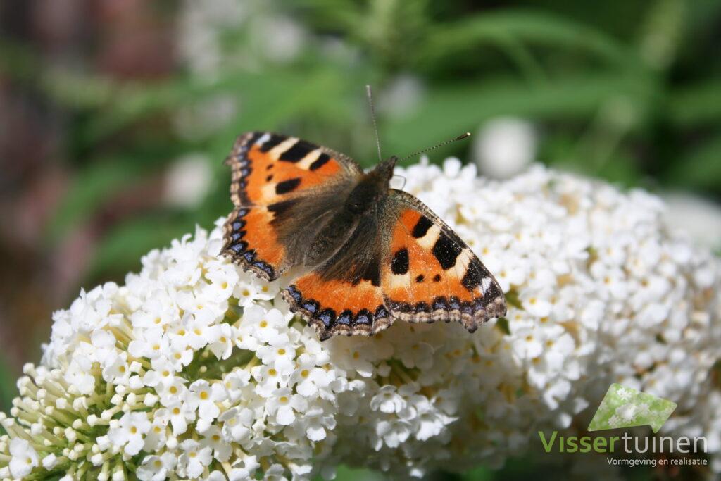 3770 visser tuinen bloemendaal klinkers siergras bostuin vlinder op vlinderstruik 5